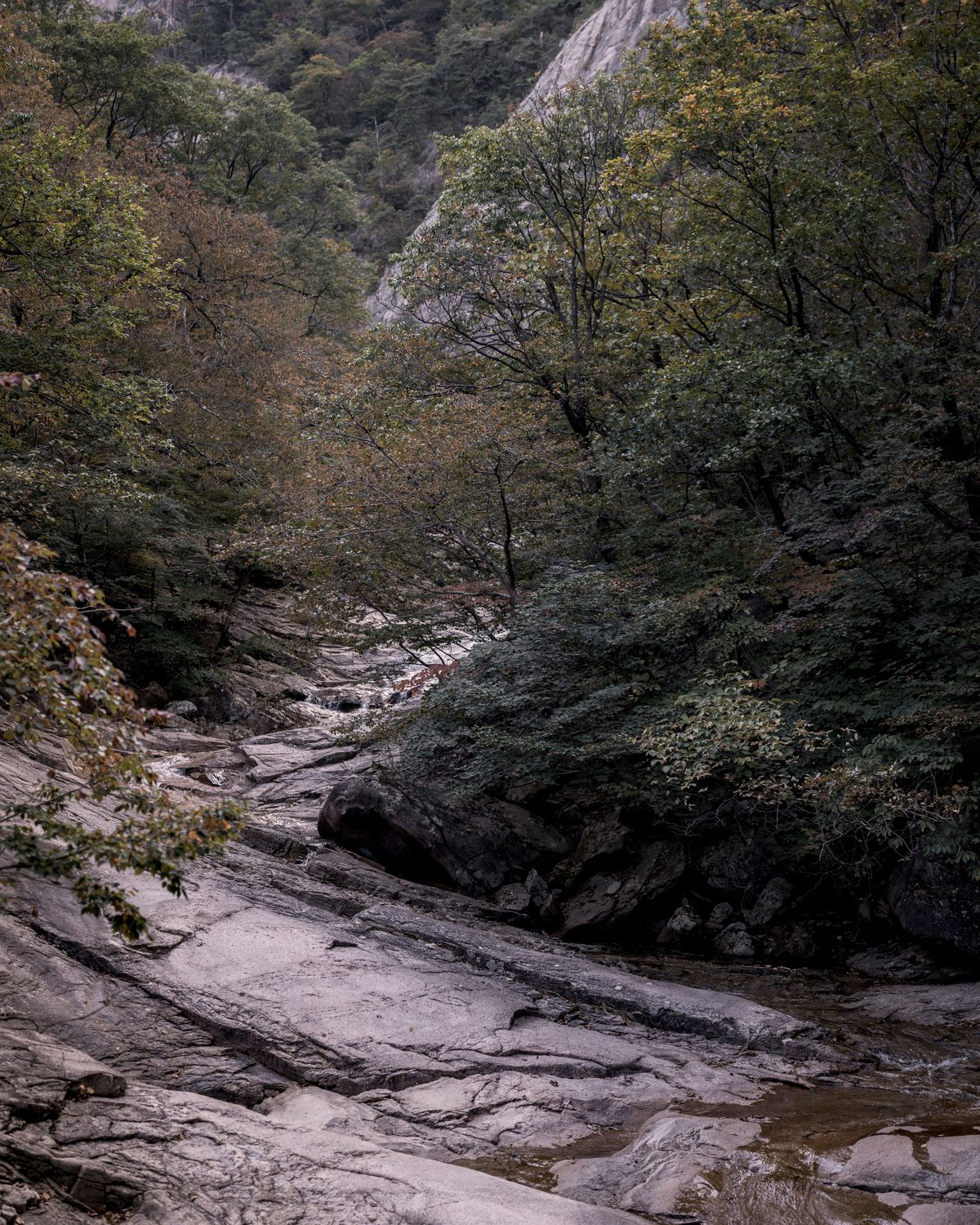 Korean forest path, rock and canopy — Concept Project / Stock Imagery, not the actual property surroundings